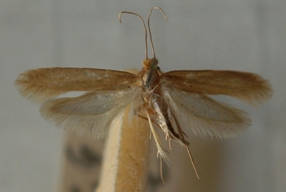 Moths! How to  How to recognize them and prevent their appearance in our stash